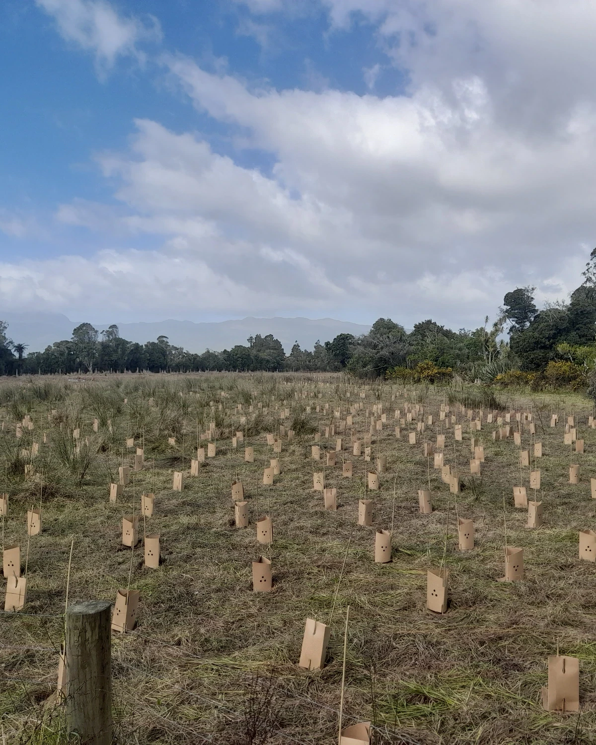 Kukuwai Project Knect planting