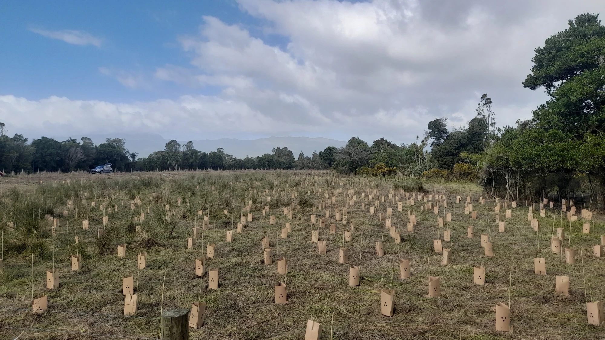 Kukuwai Project Knect planting